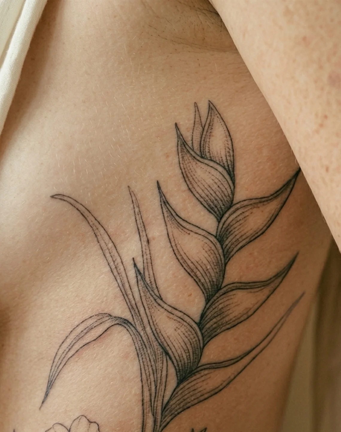 Heliconia along the Ribs — image 4